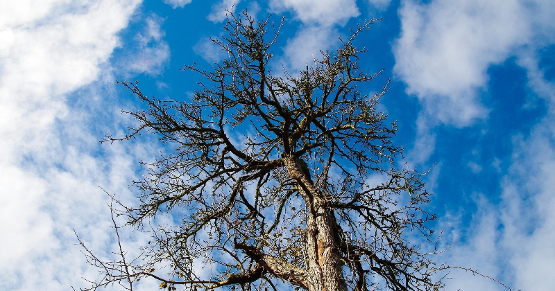Jēkabpilī plāno nocirst vairāk nekā 50 kokus, iedzīvotāji var ietekmēt lēmumu