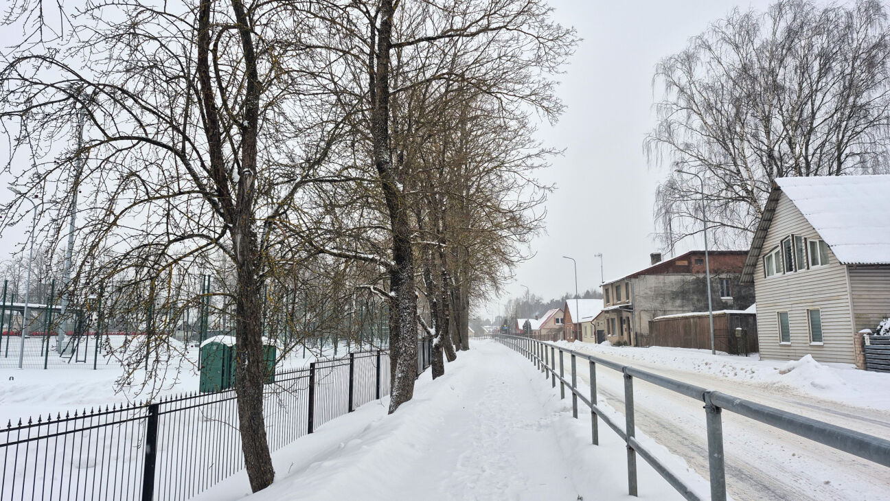 Pie Jēkabpils Valsts ģimnāzijas augošie koki rada apdraudējumu – vietvara kopšanas vietā izvēlas ciršanu