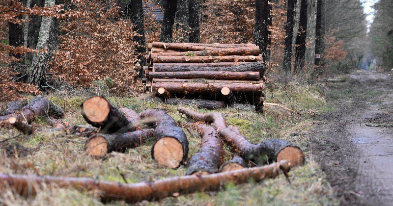 Tiražētie apgalvojumi par kokrūpnieku līgumiem neiztur faktu pārbaudi