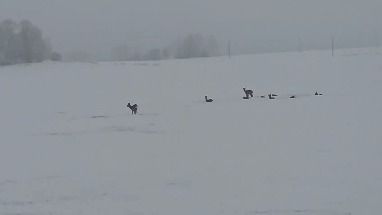 Netālu no Jēkabpils novērots stirnu bars