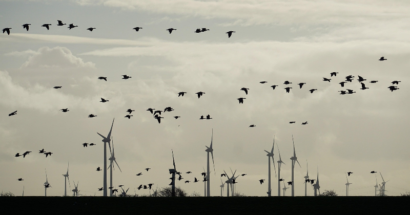 Mežārē rīkos trīs tematiskās darbnīcas par plānotā vēja parka ieceri