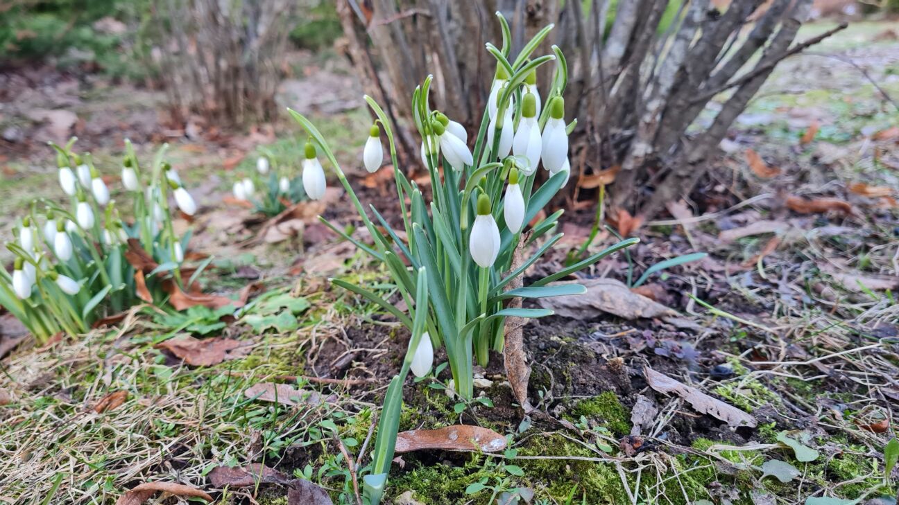 Latvieši var noglabāt ziemas mēteļus un biezos zābakus – sinoptiķi prognozē būtisku gaisa temperatūras paaugstināšanos
