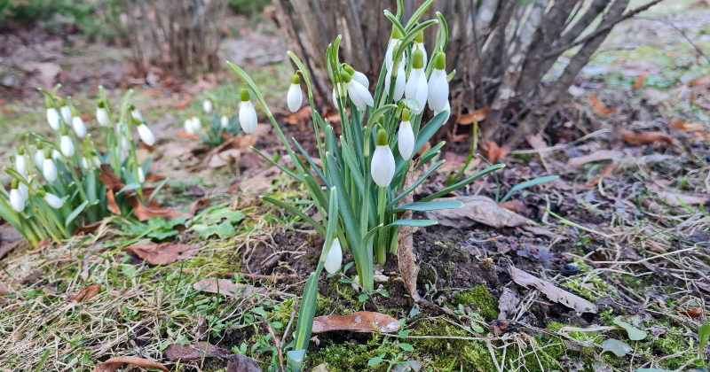 Latvie&scaron;i var noglabāt ziemas mēteļus un biezos zābakus &ndash; sinoptiķi prognozē būtisku gaisa temperatūras paaugstinā&scaron;anos