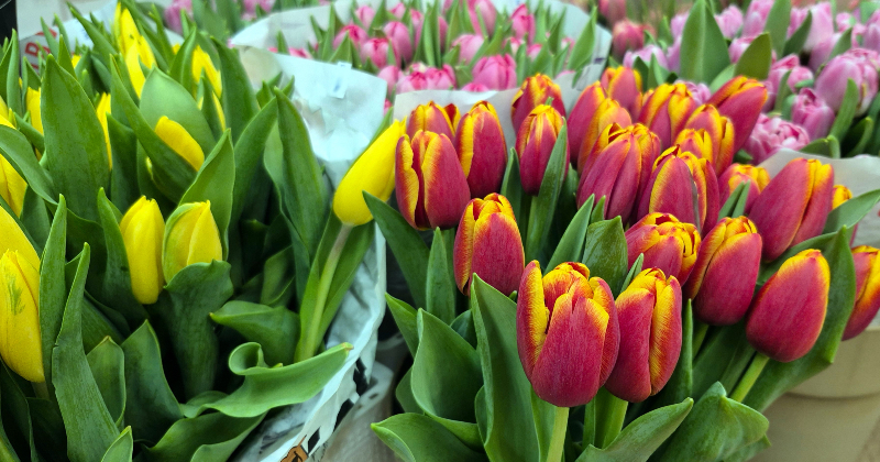 Ziedu dāvinā&scaron;ana &ndash; joprojām populāra 8. marta tradīcija