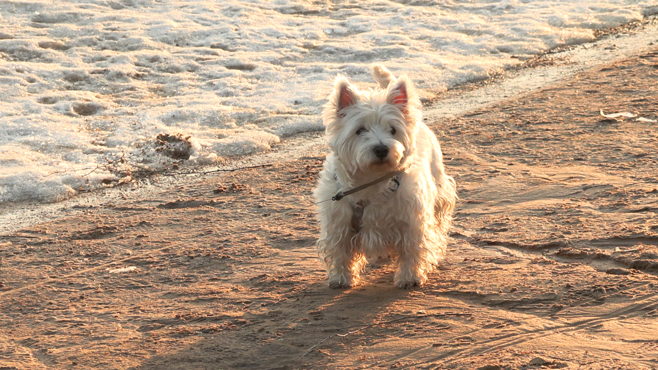 Jēkabpilī atklājas suņu īpašnieku nevērība – pašvaldības policija februārī veic 23 pārbaudes