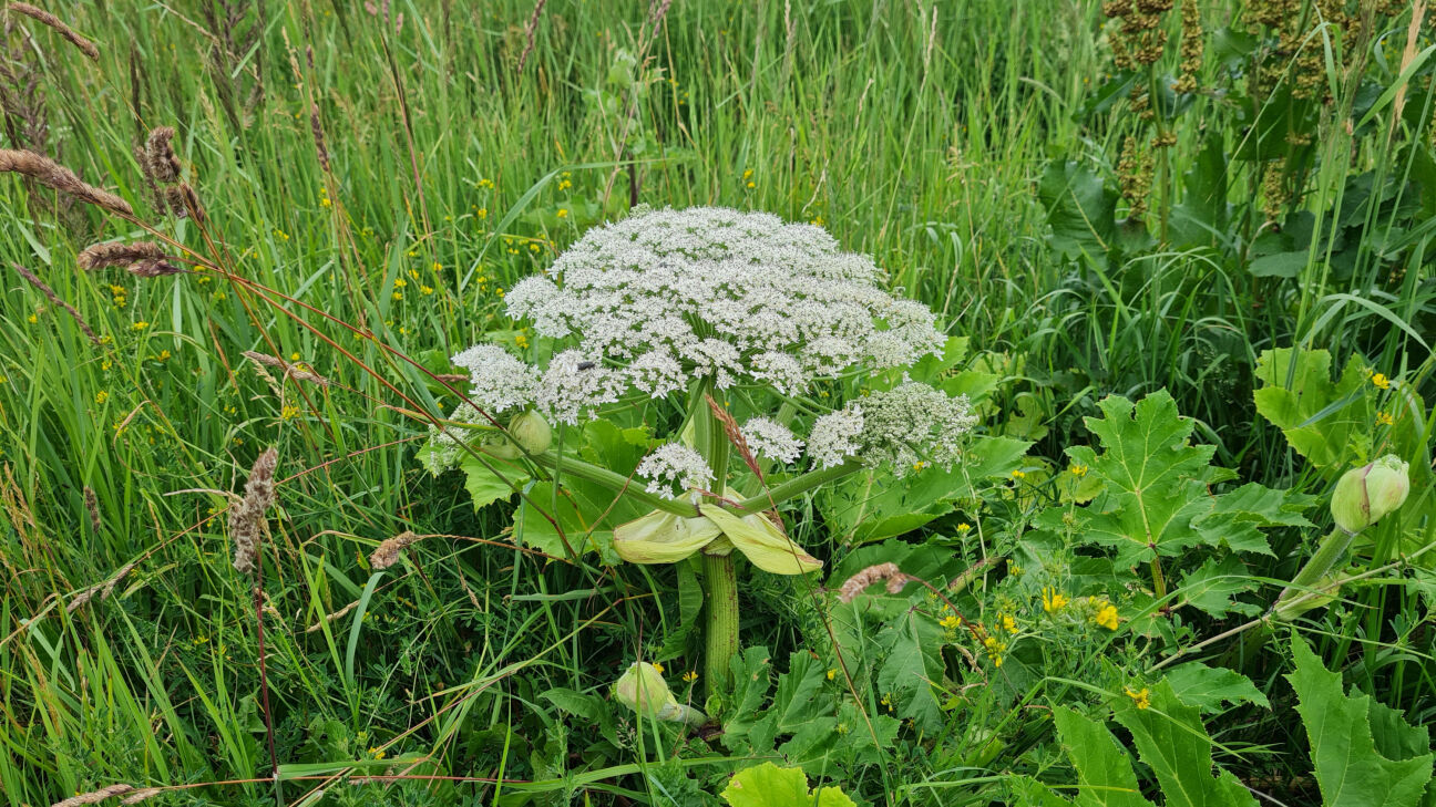 Jēkabpils novadā šogad latvāņu ierobežošanas darbi plānoti 57 teritorijās