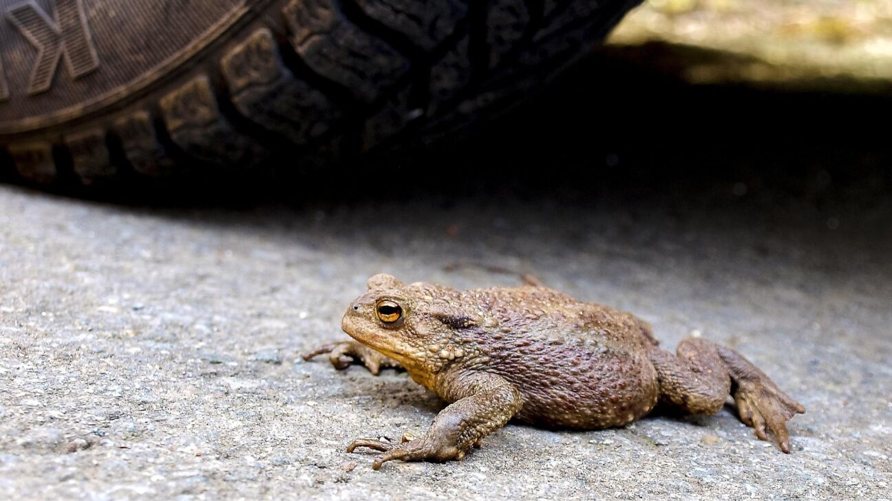 Jēkabpils novada iedzīvotājus aicina iesaistīties krupju glābšanā