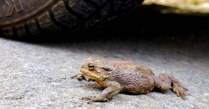 Jēkabpils novada iedzīvotājus aicina iesaistīties krupju glāb&scaron;anā