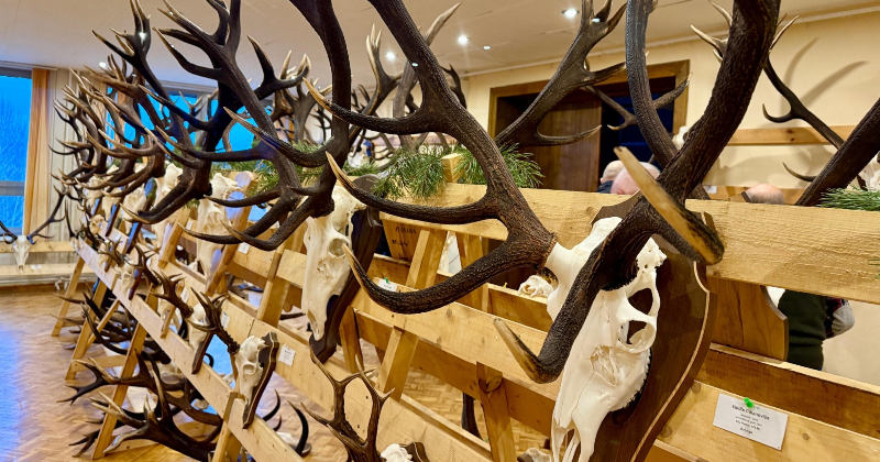 Medību trofeju izstāde Viesītē pulcē 30 novada mednieku kolektīvus