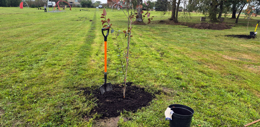 Jēkabpilie&scaron;i aktīvi piedalās Eiropas iniciatīvā &ldquo;Par 3 miljardiem koku vairāk&rdquo; 