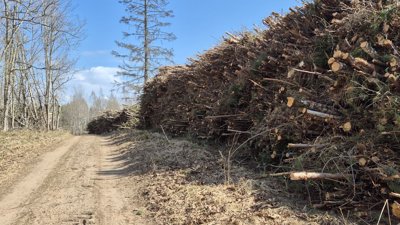 Tauta ziņo: Sēlpils pagastā nocirstas jaunaudzes
